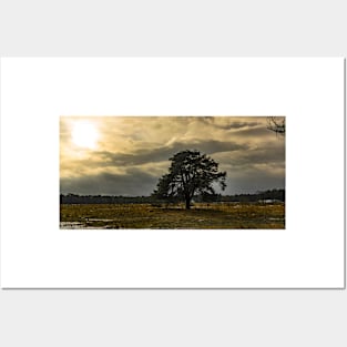 The Lonely Pine On The Winter Heath Posters and Art